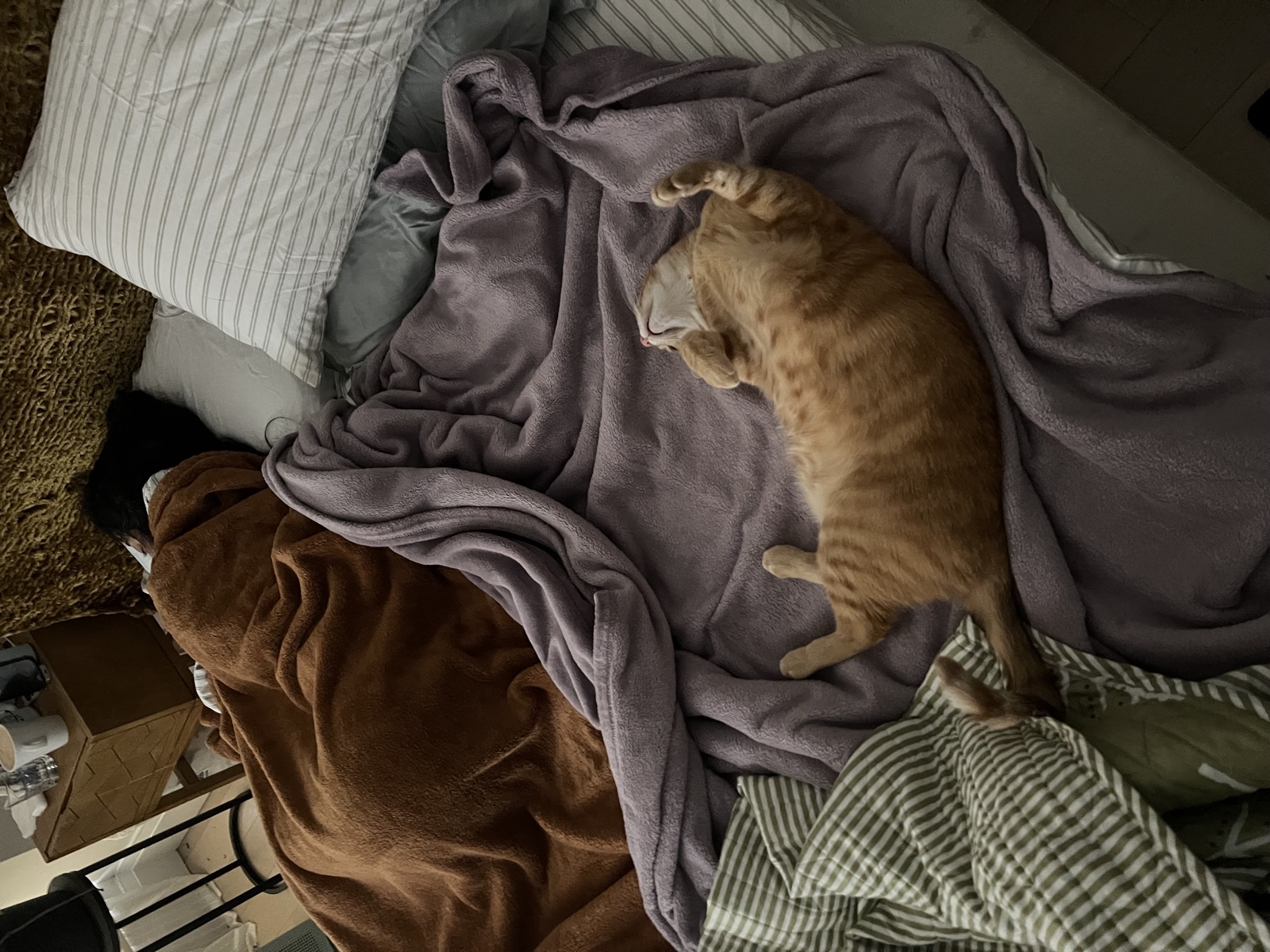 Sebastian cozy in blankets