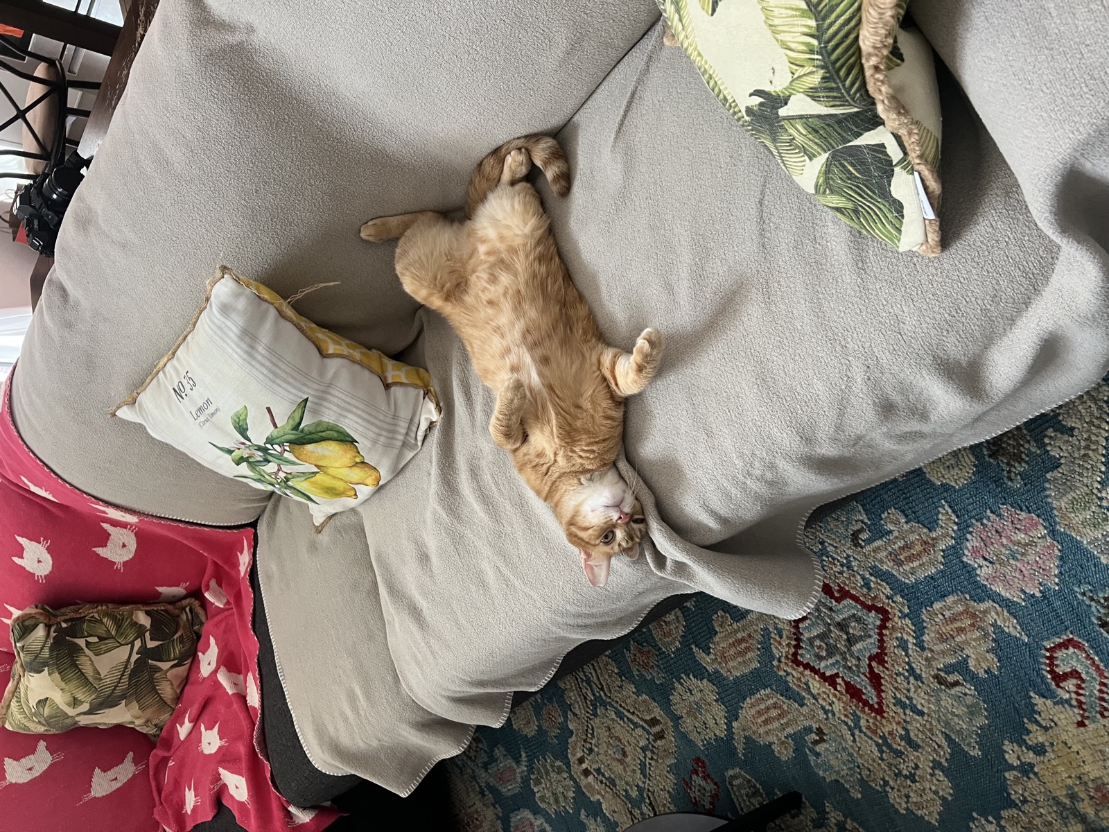 Sebastian belly up on couch