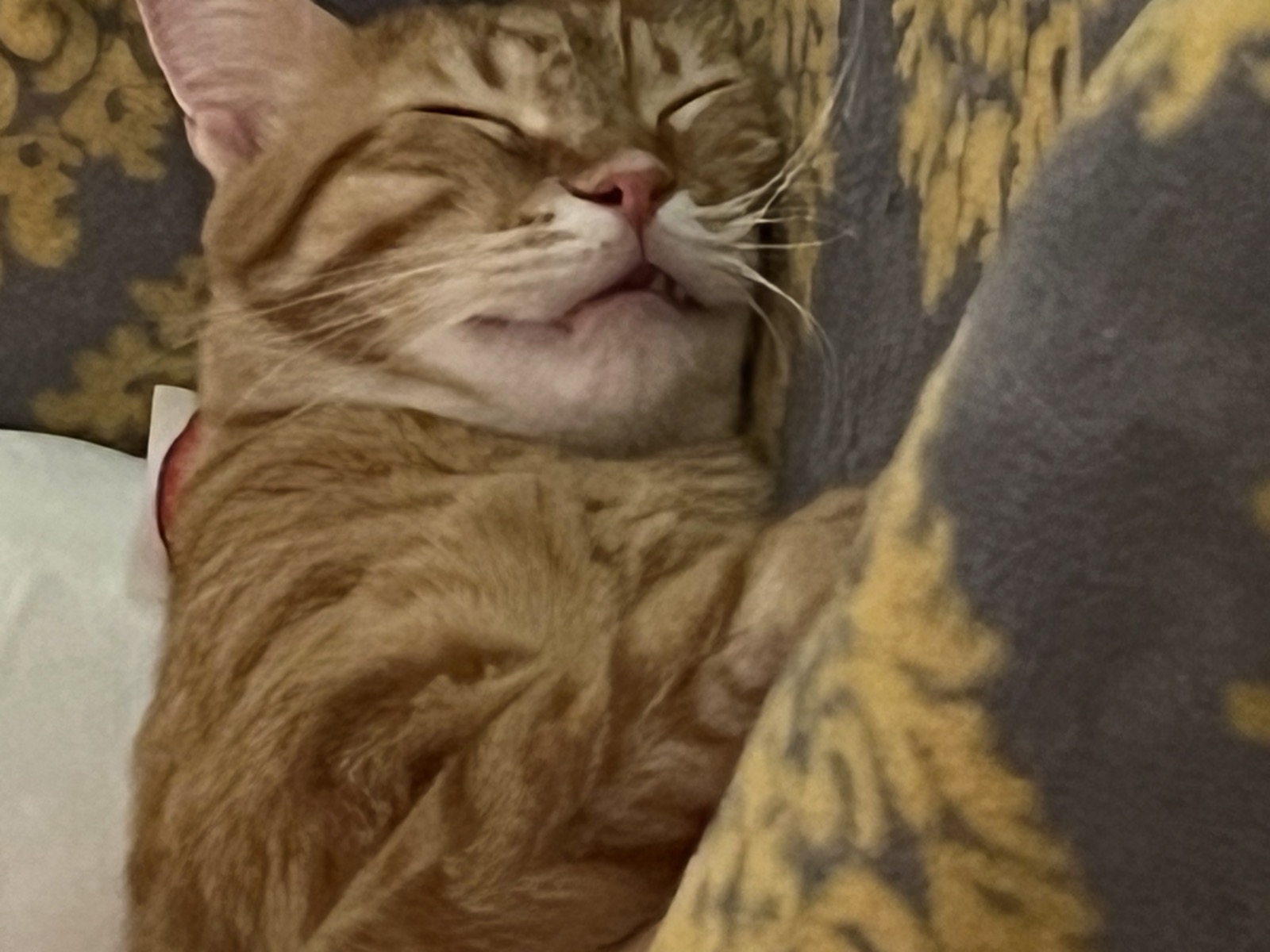Sebastian the happiest sleepy boy