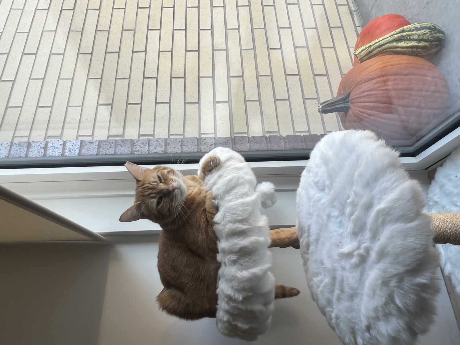 Sebastian sleeping so peacefully