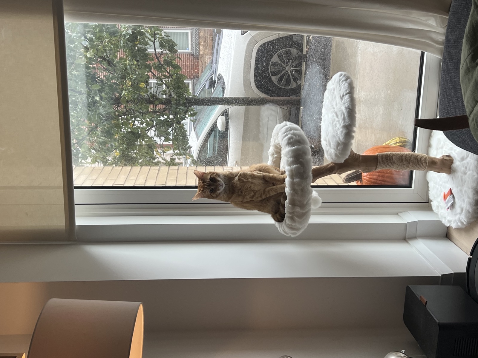 Sebastian by the window with pumpkins